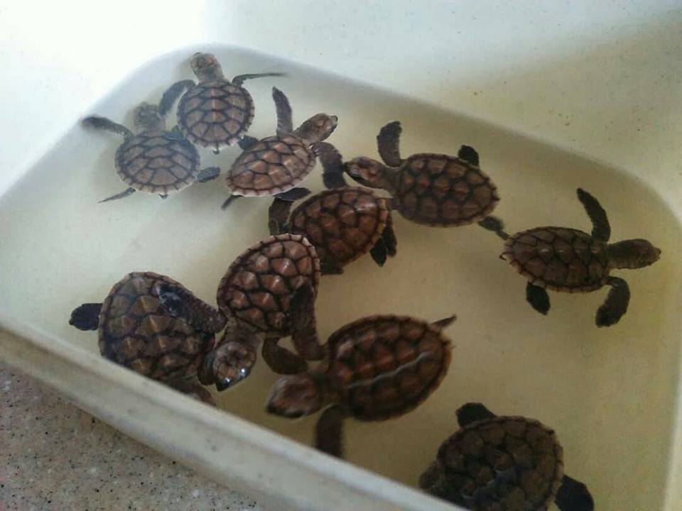 sea turtle babies